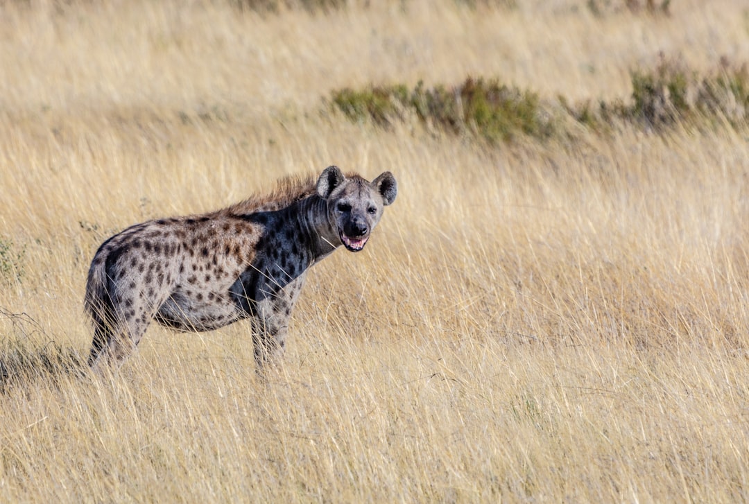 Don't Run - This Triggers Their Chase Instinct (Image Credits: Unsplash)