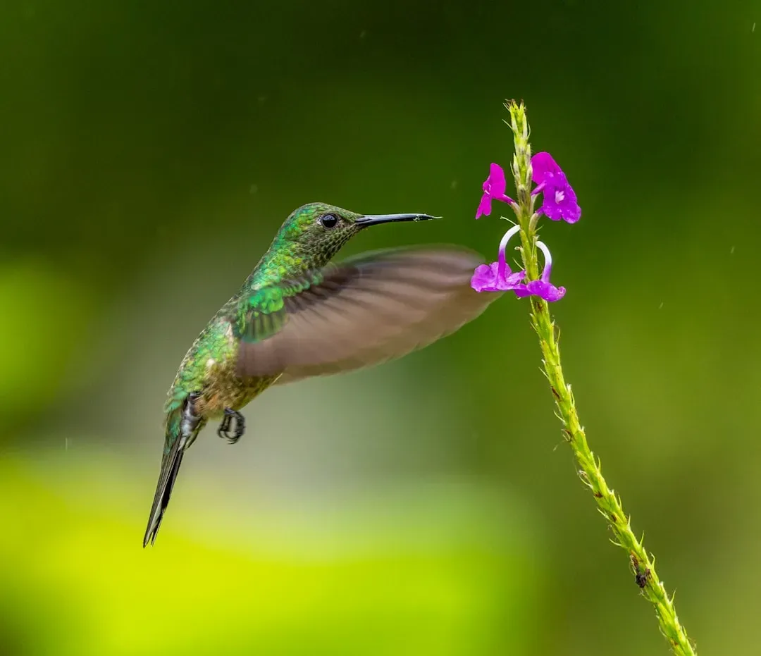 The Hummingbird: Tiny Messenger of Joy and Resilience (Image Credits: Unsplash)
