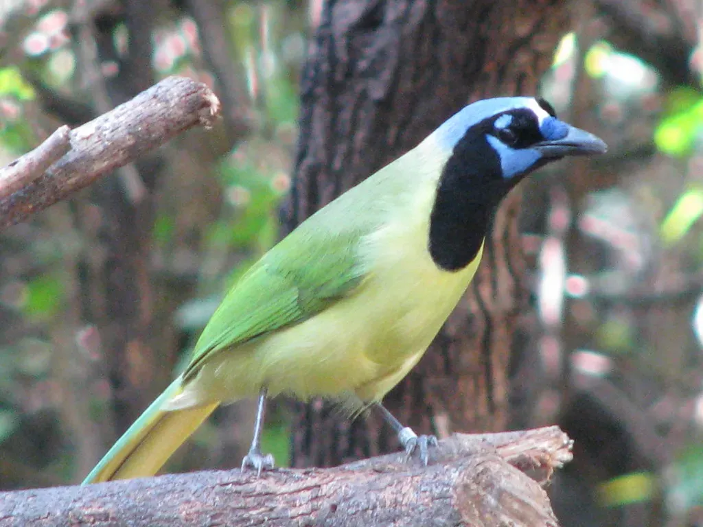 Green Jay: The Tropical Emerald (Image Credits: Flickr)