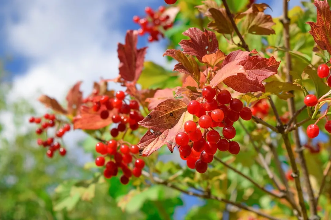#16 - Viburnums (The Underrated Power Shrubs) (Image Credits: Unsplash)