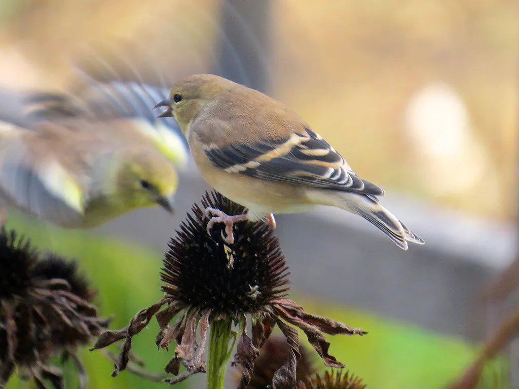 #18 - Leave Seedheads Standing (They're Natural Feeders) (Image Credits: Flickr)