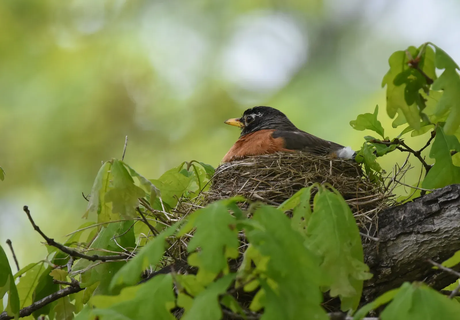 Warnings or Cautions in Certain Traditions (American Robin on nest, CC BY 2.0)