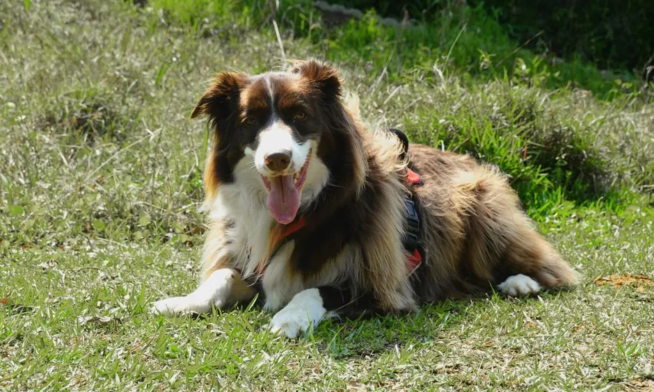 #29 - Border Collie: Brilliant&hellip; and Often Miserable in Truly Busy Homes (Image Credits: Pexels)