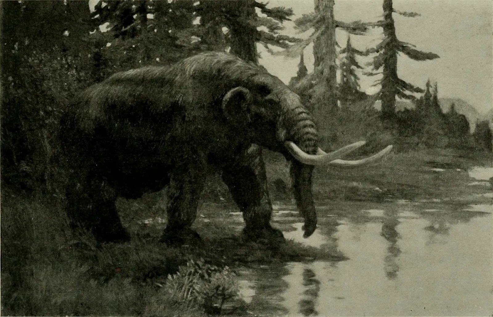 American Mastodon: The Forest Browser (Image Credits: Wikimedia)