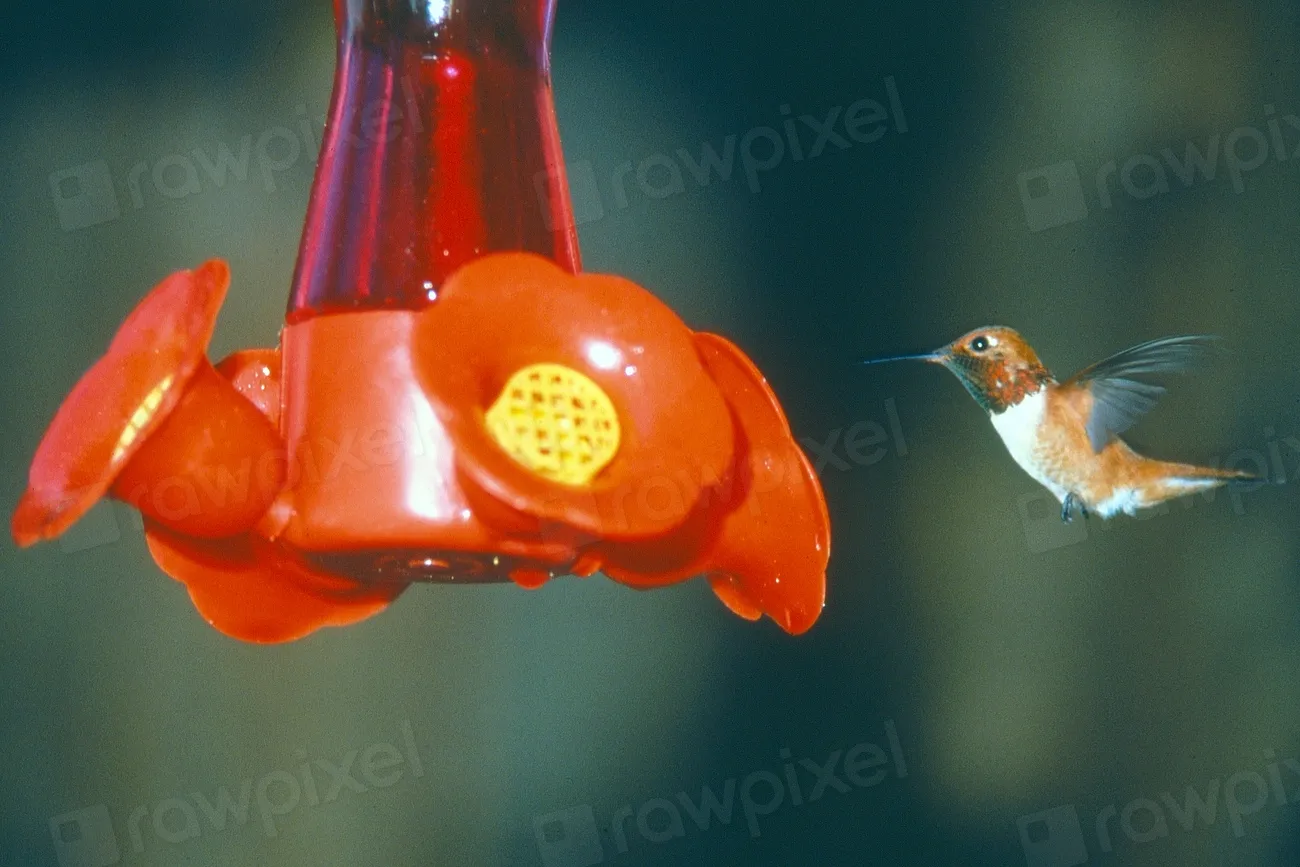 1 - Constantly Moving or Refilling the Feeder Late (Image Credits: Rawpixel)