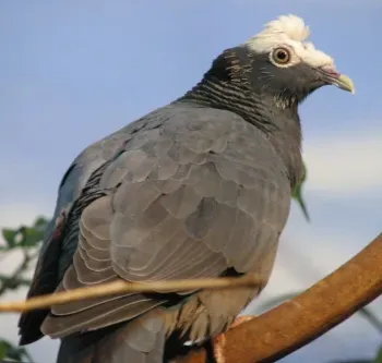 White-Crowned Pigeon (No machine-readable source provided. Own work assumed (based on copyright claims)., Public domain)