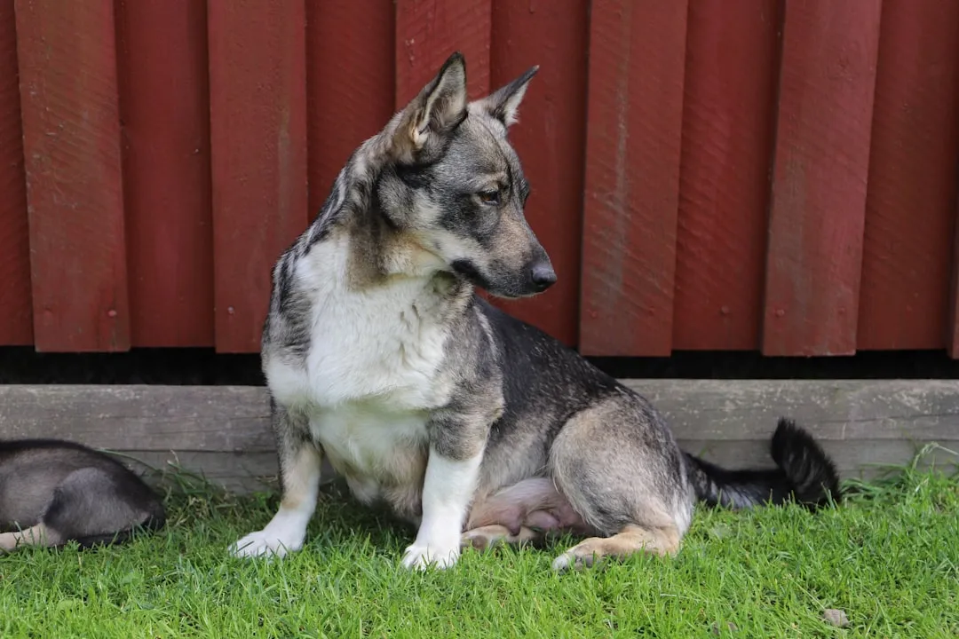 #9 - Norwegian Lundehund: A Genetic Miracle Running Out of Time (Image Credits: Unsplash)
