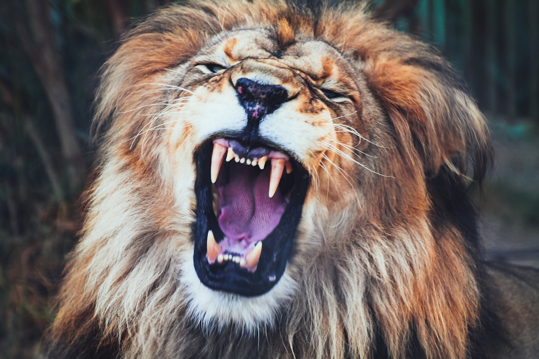 Cross-Modal Recognition in Wild Lions (Image Credits: Unsplash)
