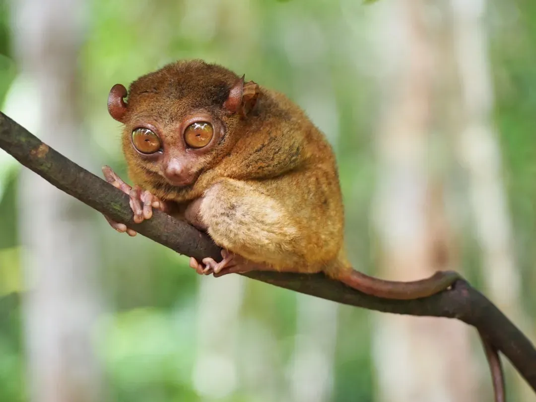 3.  Are the Only Fully Carnivorous Primate on Earth (Image Credits: Unsplash)