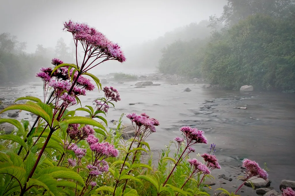 2 - Joe Pye Weed (Eutrochium purpureum) (Image Credits: Flickr)