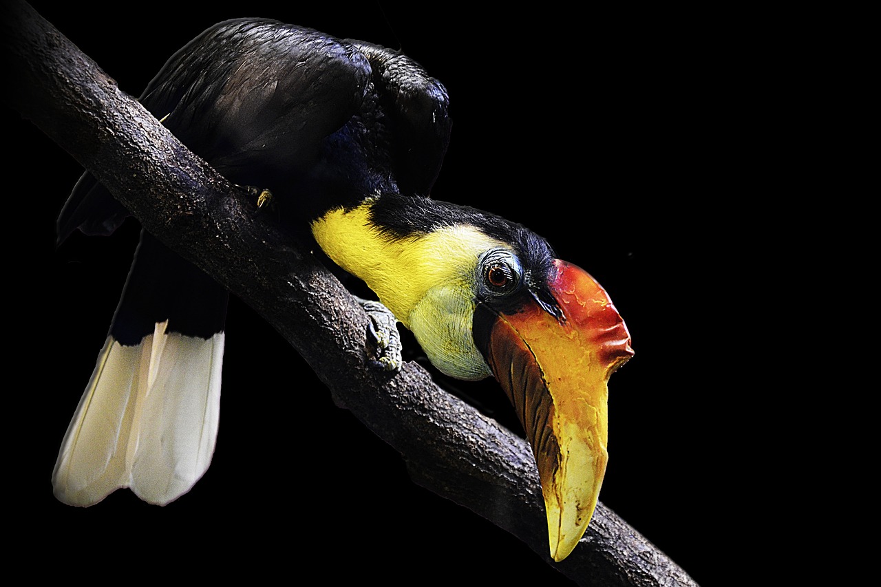 Taurus: The Steady Hornbill (Image Credits: Pixabay)