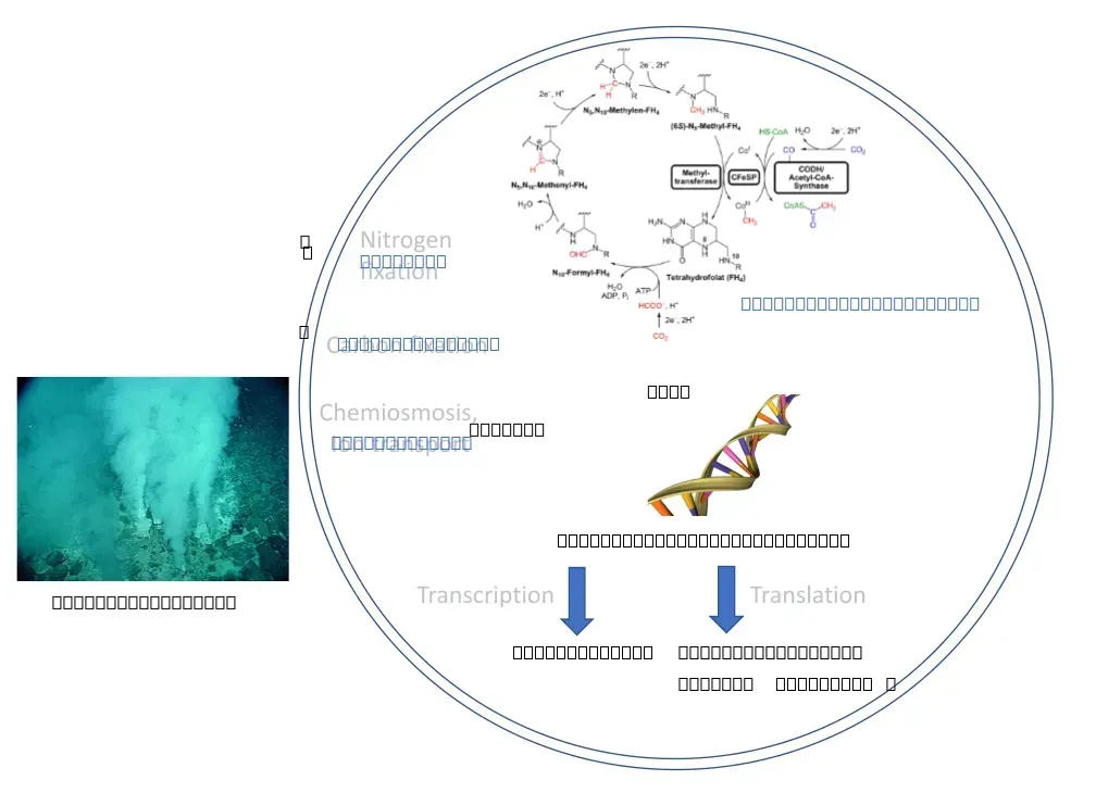 Meet LUCA: The Last Universal Common Ancestor (Image Credits: Wikimedia commons)