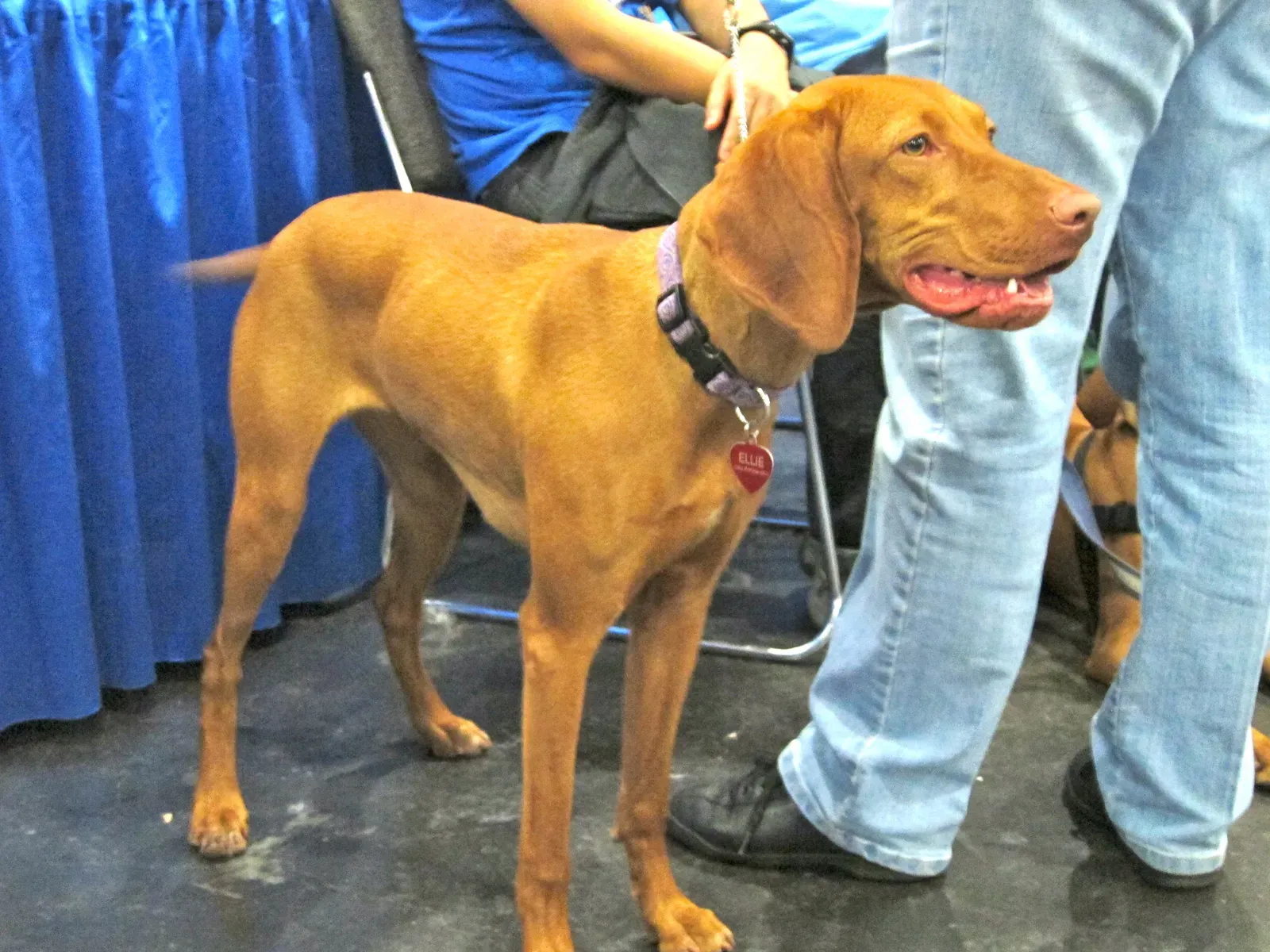 Tail Wagging Is a Social Language, Not a Solo Performance (Vizsla, CC BY 2.0)