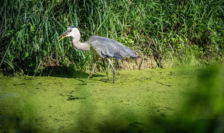 Seasonal Movements and Site Fidelity (Image Credits: Pexels)
