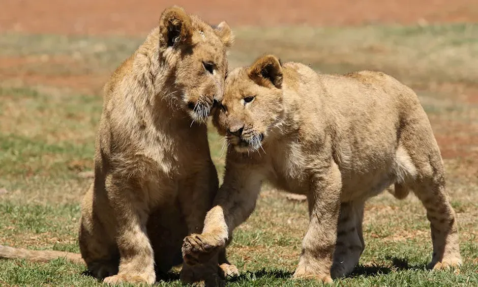 4. Christian the Lion - A Reunion That Moved the World (Image Credits: Pexels)