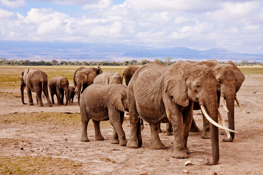 The Complex Social Bonds That Shape Elephant Society (Image Credits: Rawpixel)