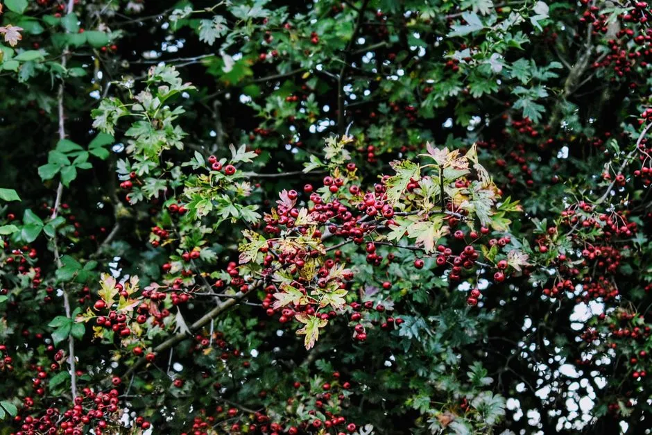 #9 - Thorny, Dense Trees Are the Safe Rooms Birds Demand (Image Credits: Pexels)