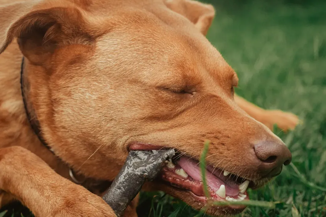 5. Destructive Chewing or Digging (Image Credits: Unsplash)