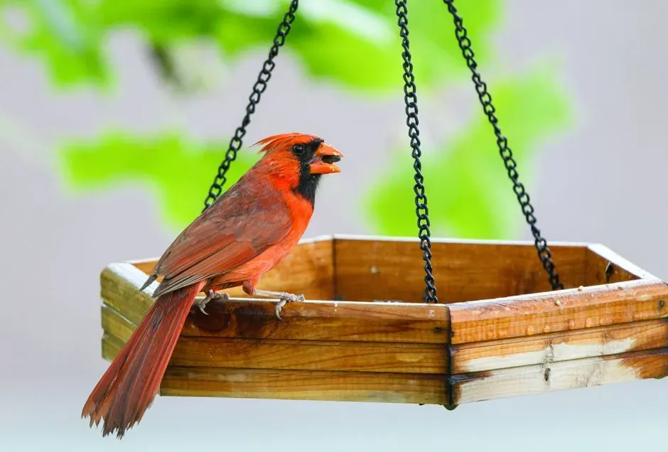 They Return to the Same Spot Over Several Days (Image Credits: Pexels)