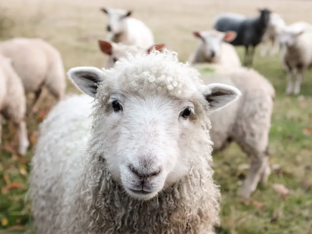 #8 – Sheep: Flock Members Who Remember and Mourn (Image Credits: Unsplash)