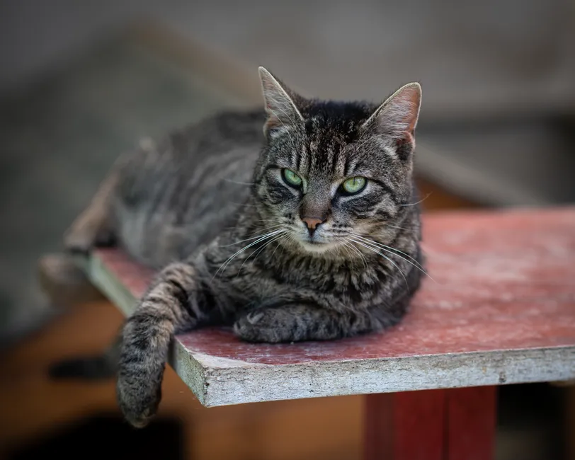 #19 - FIV-Positive Cats Carry an Unfair Stigma (Image Credits: Pexels)