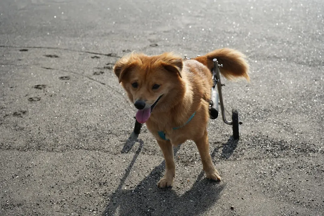 #5 - Ignoring Toys and Walks They Once Demanded (Image Credits: Unsplash)