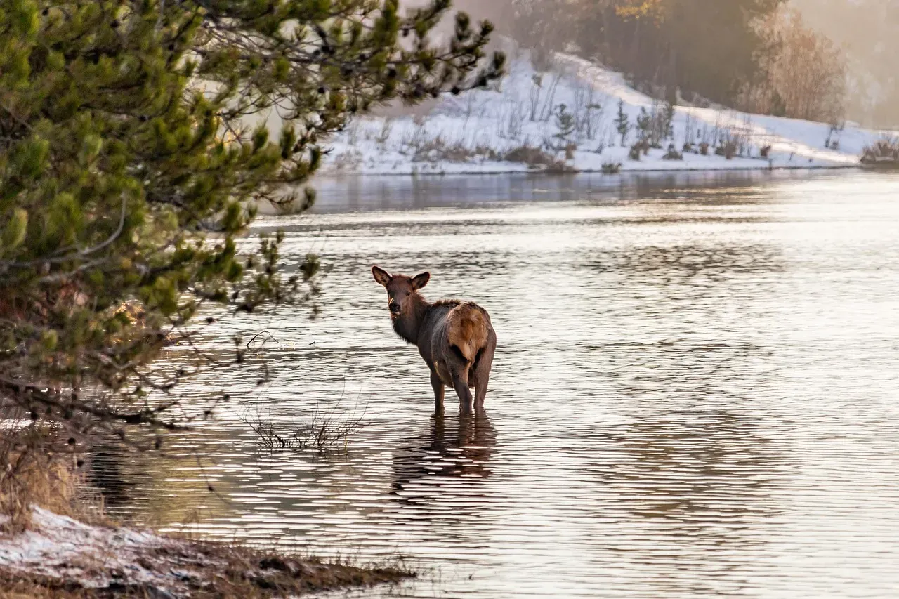 Why Understanding Animal Grief Matters (Image Credits: Pixabay)