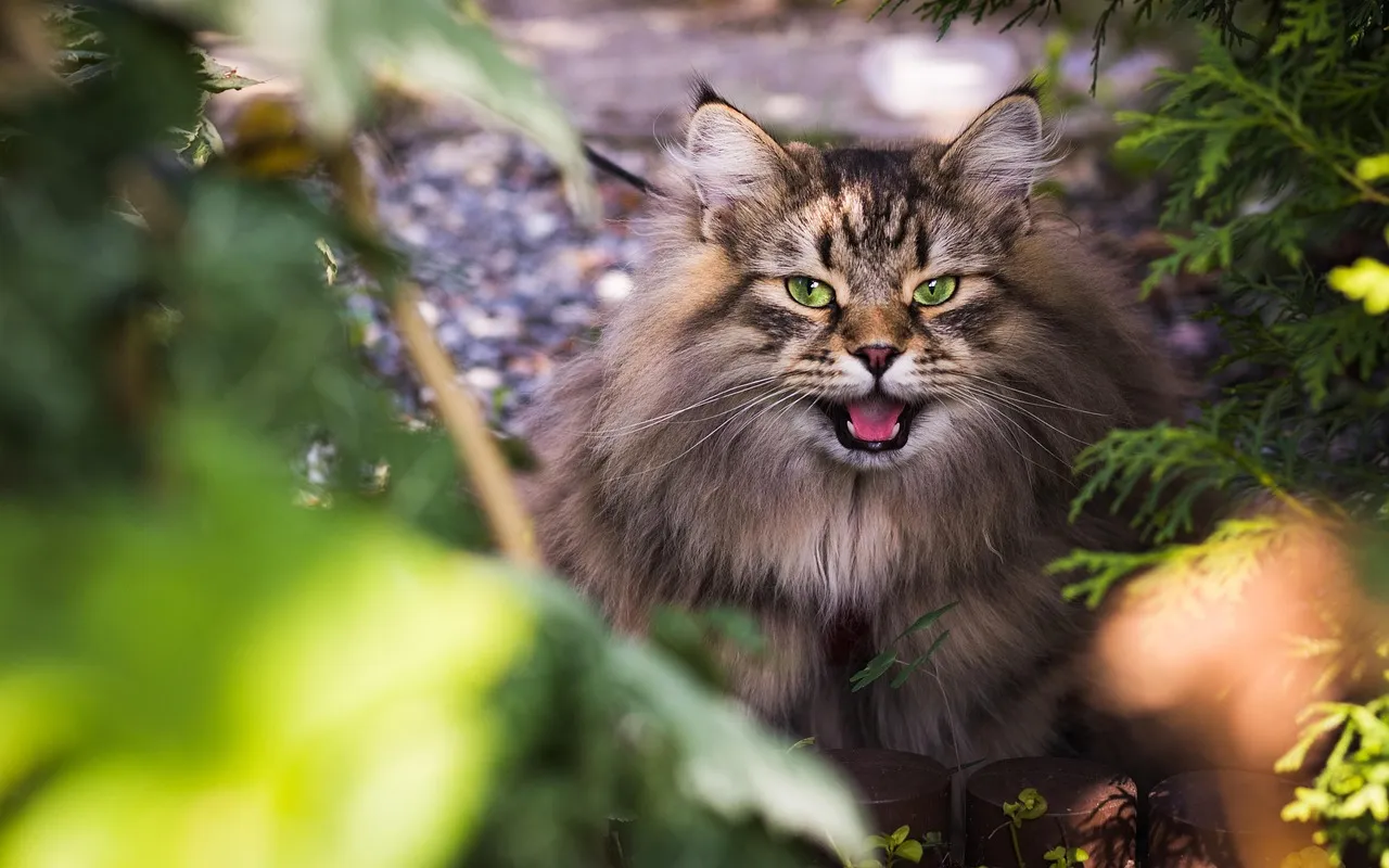 #13 - Siberian: Athletic, Affectionate, and Often Shoulder-Friendly (Image Credits: Pixabay)