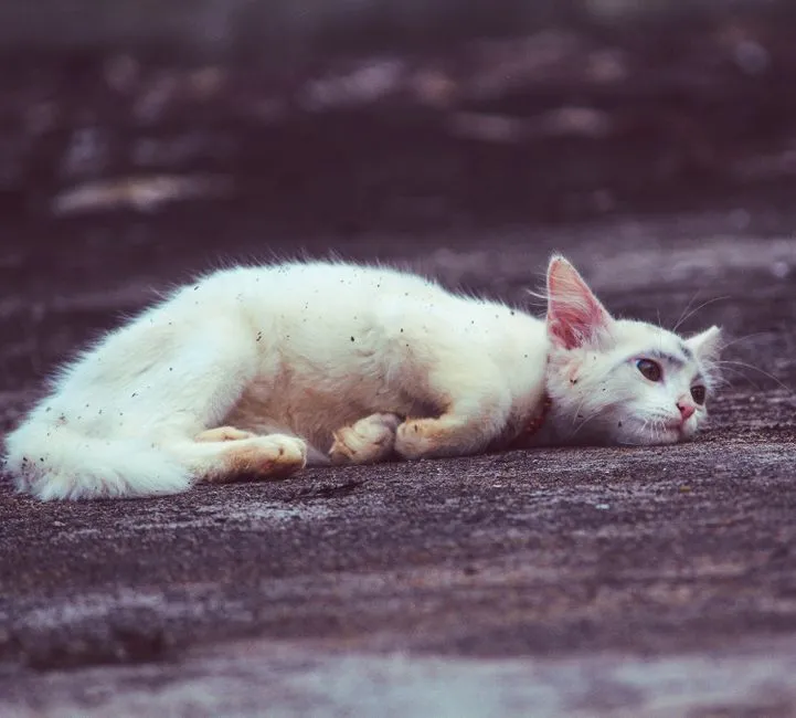 #12 - "I Need the Litter Box to Stop Hurting Me" (Image Credits: Pexels)