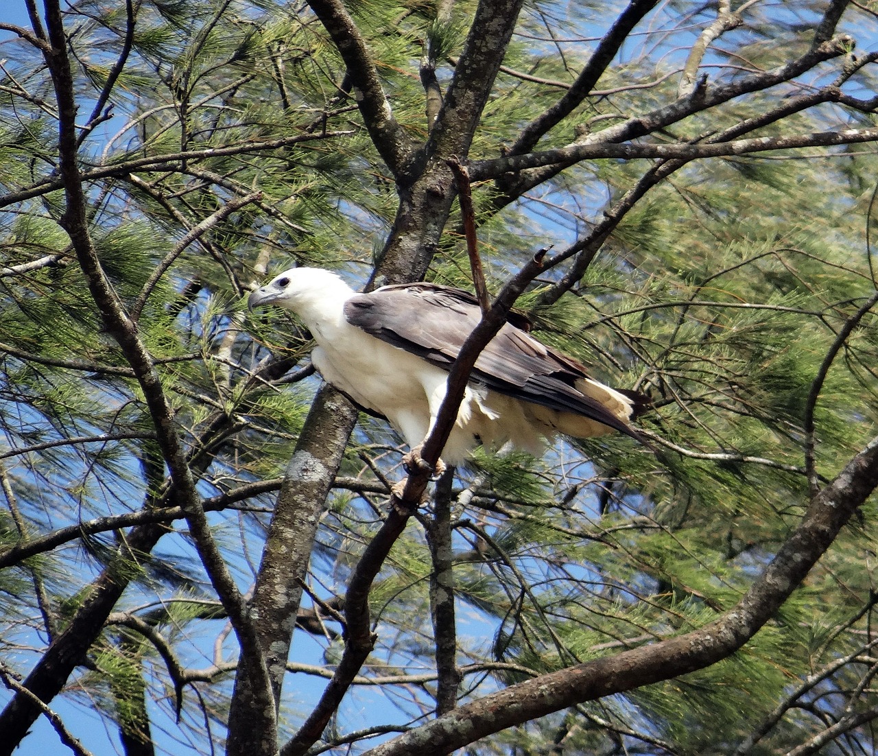 Gemini: The White-Bellied Sea Eagle (Image Credits: Pixabay)