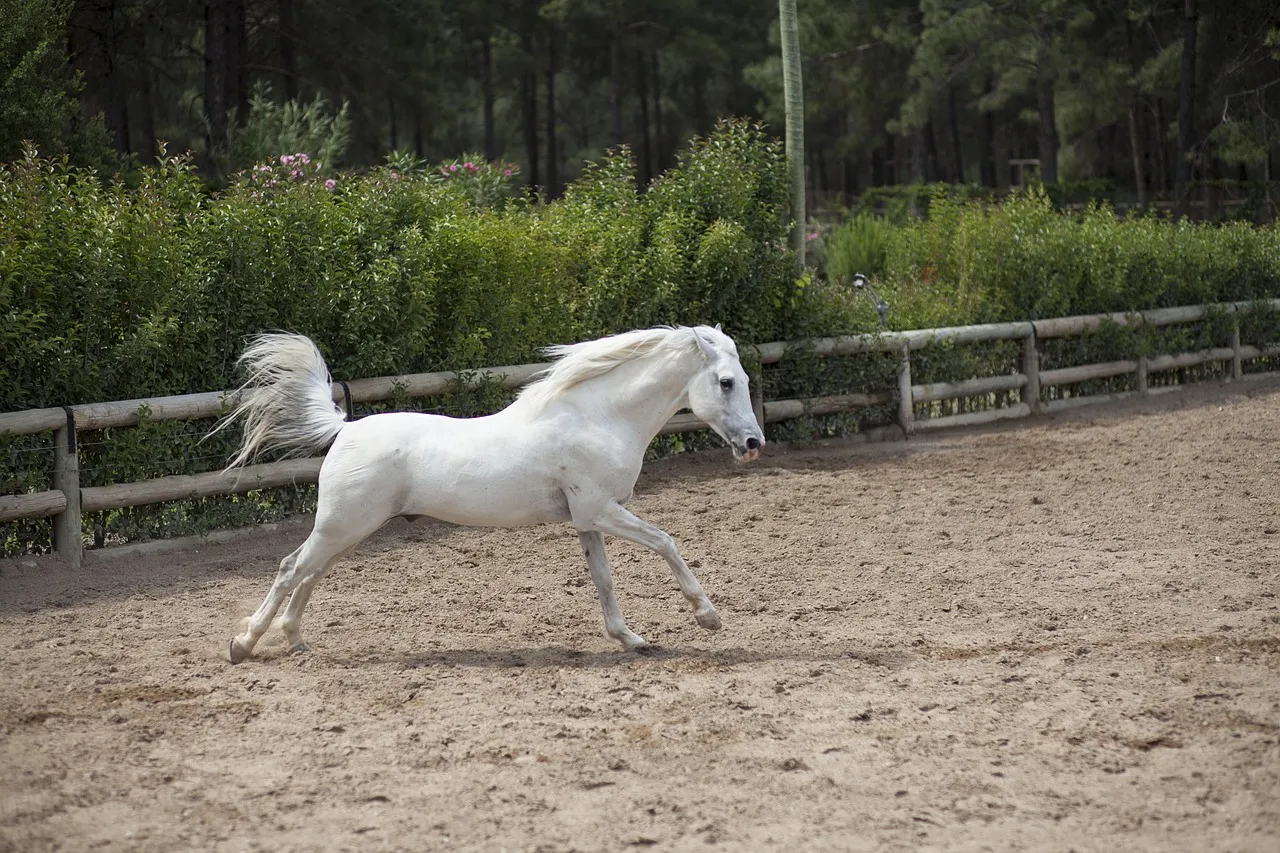 #16 - Stallion of Any Breed (Image Credits: Pixabay)