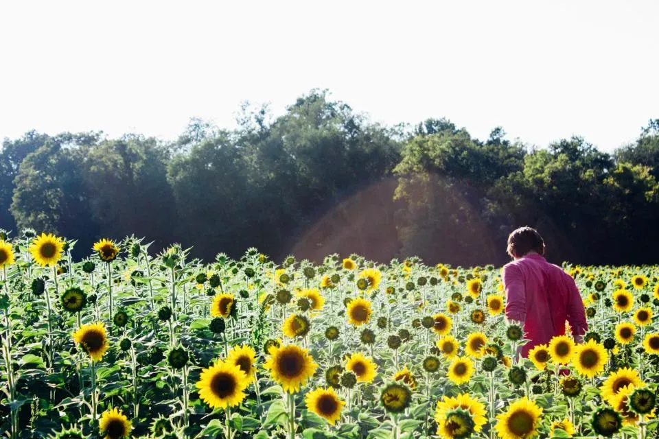 Gardening as Creative and Physical Expression for Earth Signs (Image Credits: Stocksnap)