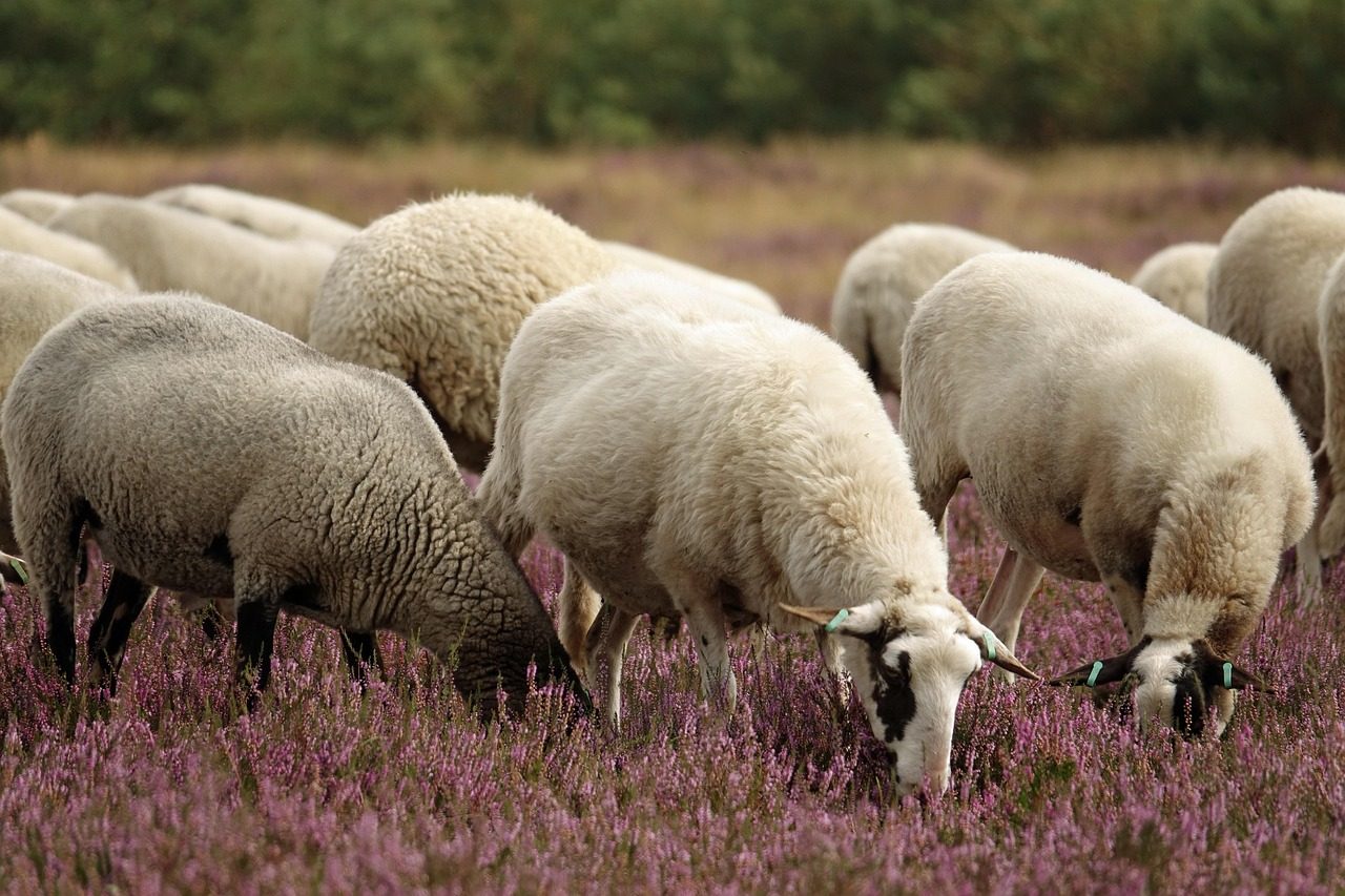 Pisces: The Gentle Sheep (Image Credits: Pixabay)