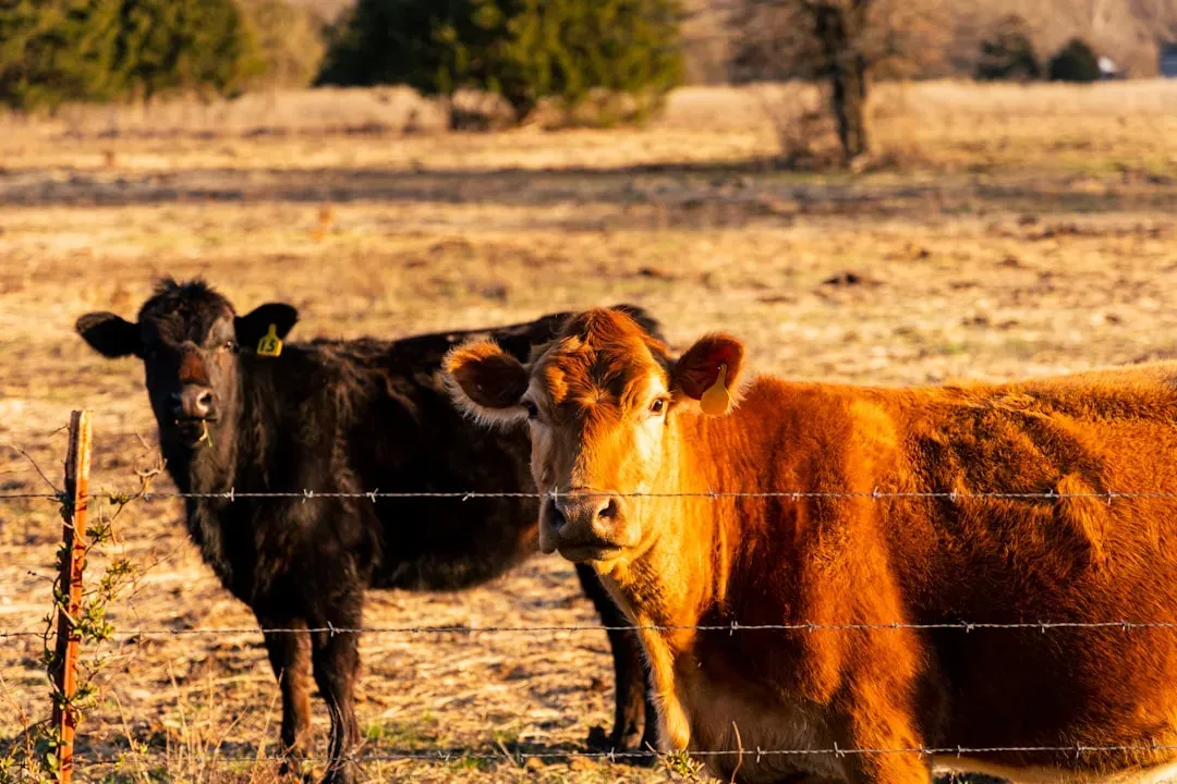 Kansas: Where Tradition Meets Innovation (Image Credits: Unsplash)