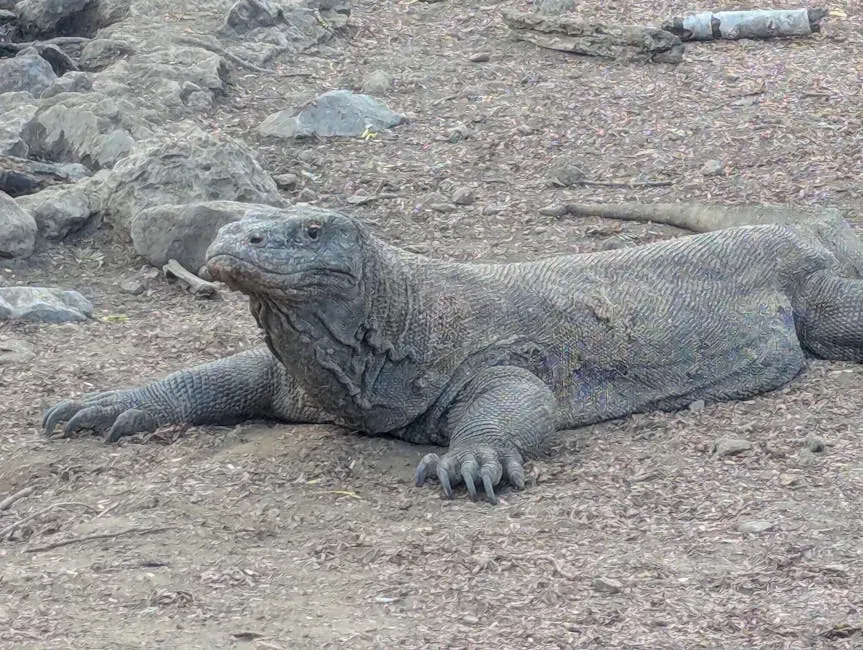 #10. Capricorn: The Komodo Dragon (Image Credits: Pexels)