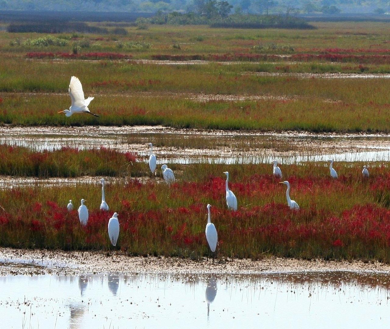 Great Dismal Swamp National Wildlife Refuge - Underground Railroad Wildlife Haven (Image Credits: Pixabay)