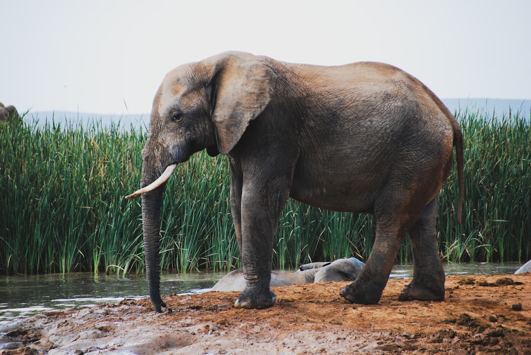 The Incredible Sensing Powers of Elephants (Image Credits: Unsplash)