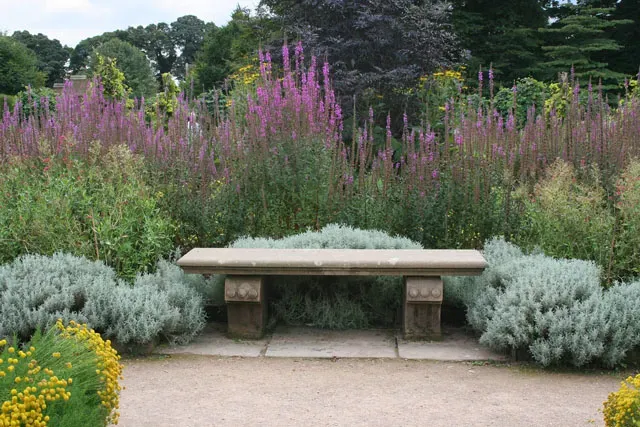 Strategic Landscaping With Tick-Repellent Plants (Image Credits: Wikimedia)