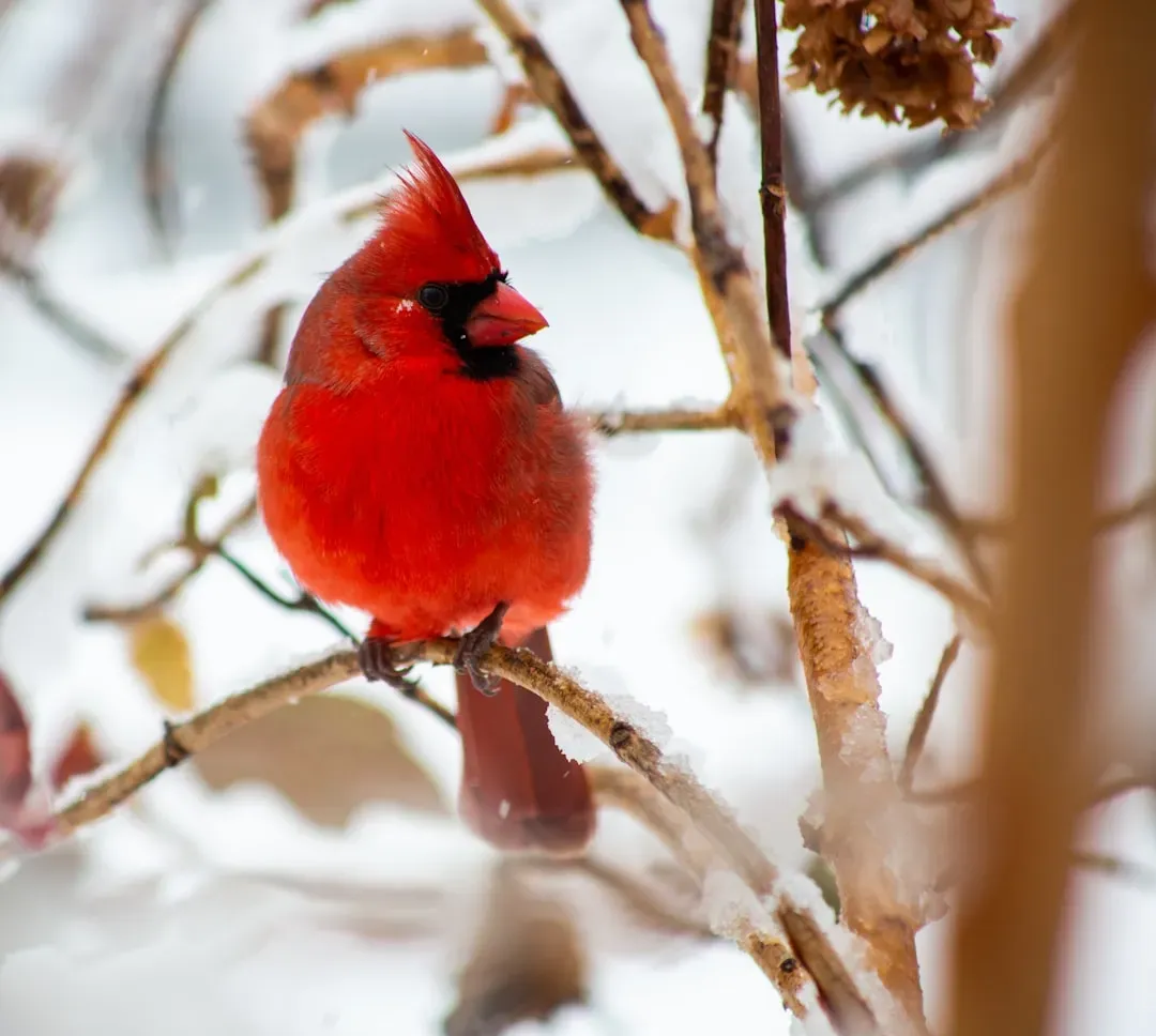 4. Northern Cardinal: America's Backyard Icon (Image Credits: Unsplash)