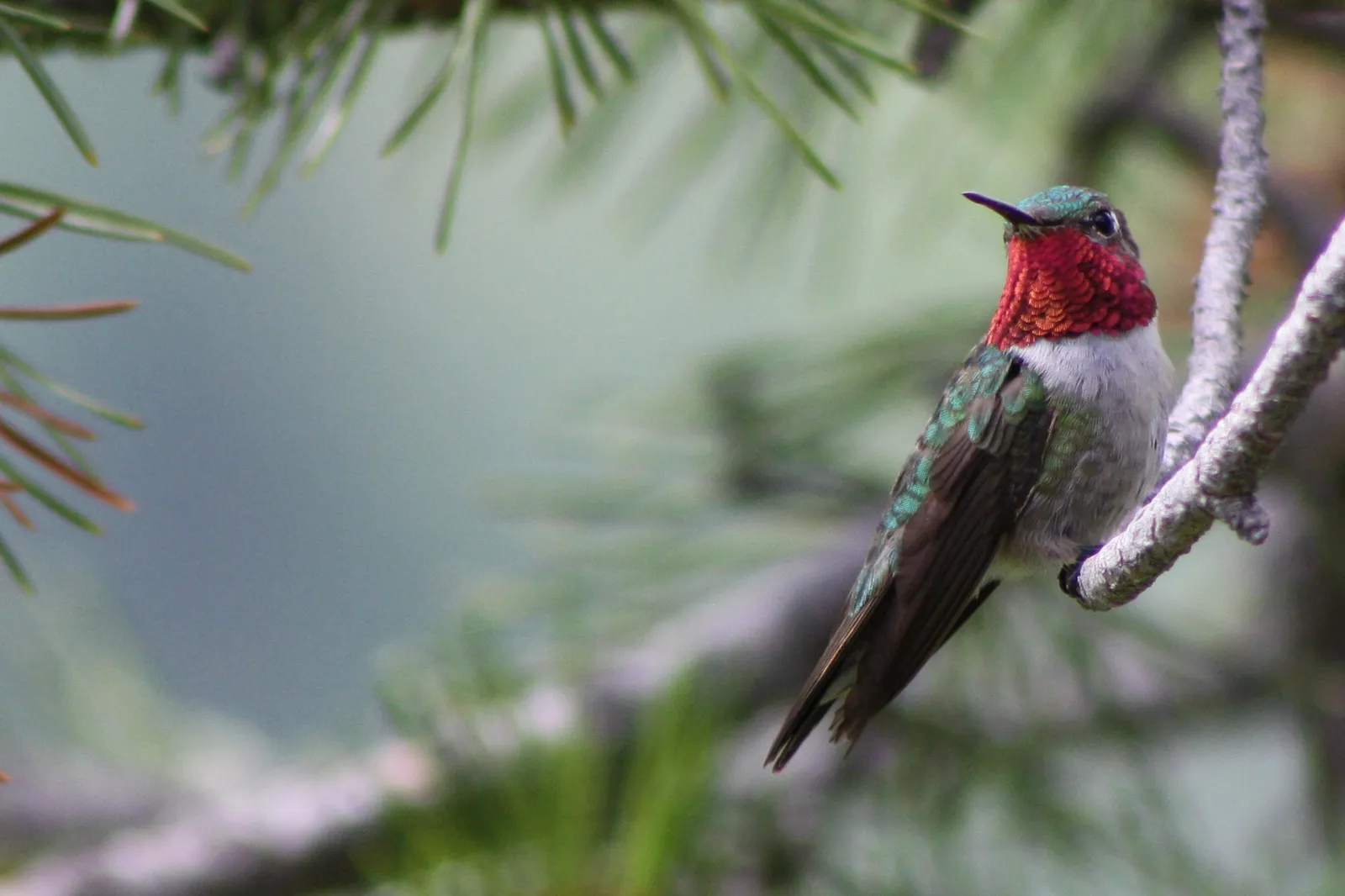 #2 - They Can Look Completely Dead, Then Snap Back to Life (By Kati Fleming, CC BY-SA 3.0)