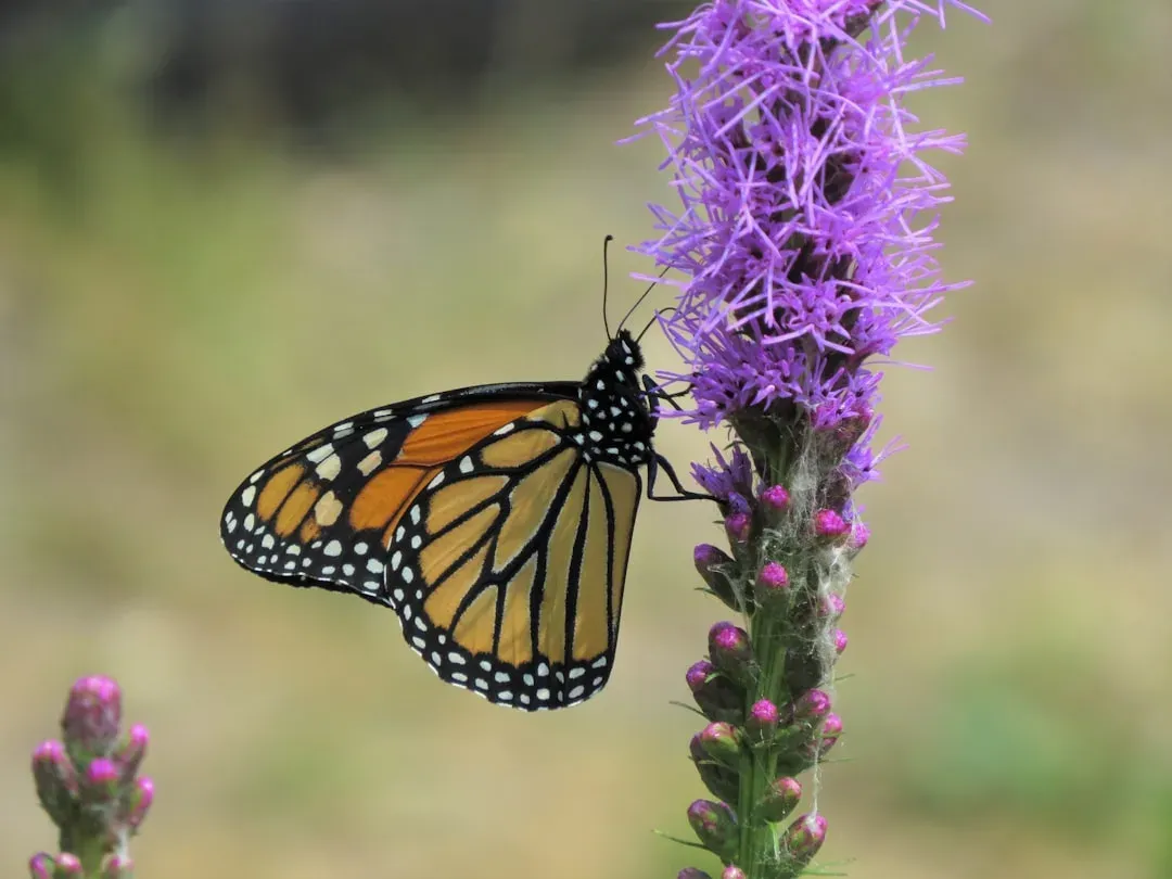 Blazing Star: The Vertical Statement That Stops Wings Mid-Flight (Image Credits: Unsplash)