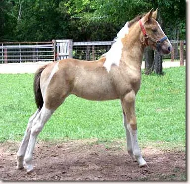 Tennessee Walking Horse (Image Credits: Flickr)