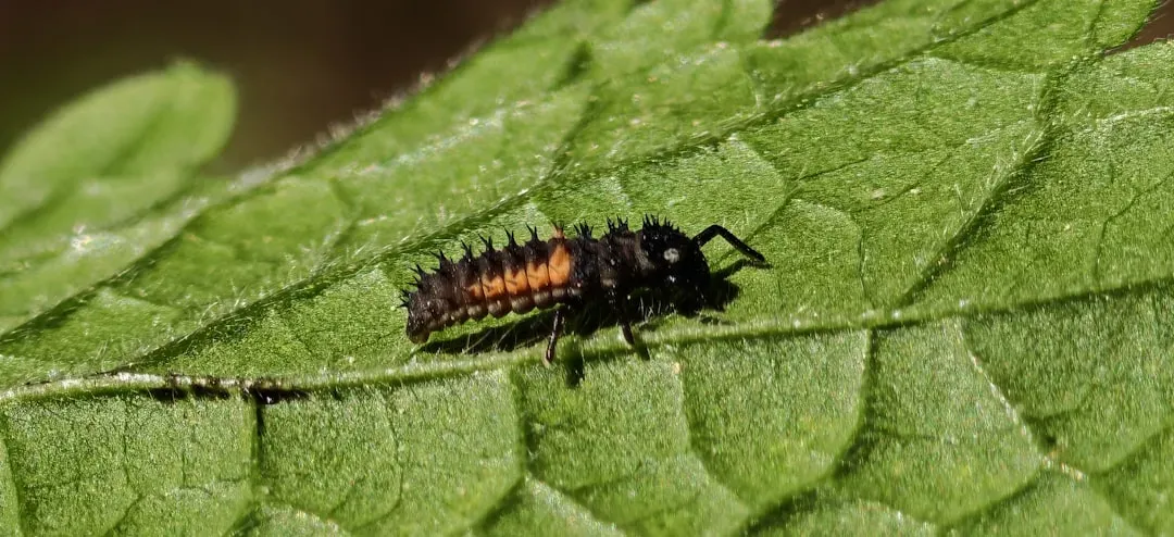Understanding Firefly Life Cycles (Image Credits: Unsplash)