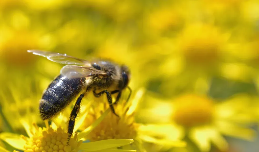 Incorporate Shelter and Nesting Sites (conall.., Flickr, CC BY 2.0)