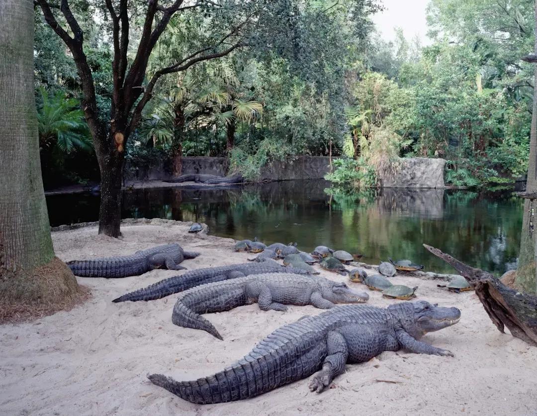 Alligator Mothers: Protective Jaws of Love (Image Credits: Unsplash)