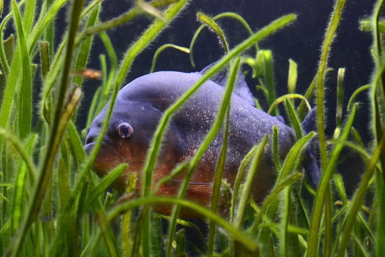 Piranhas Actually Bark (Image Credits: Pixabay)