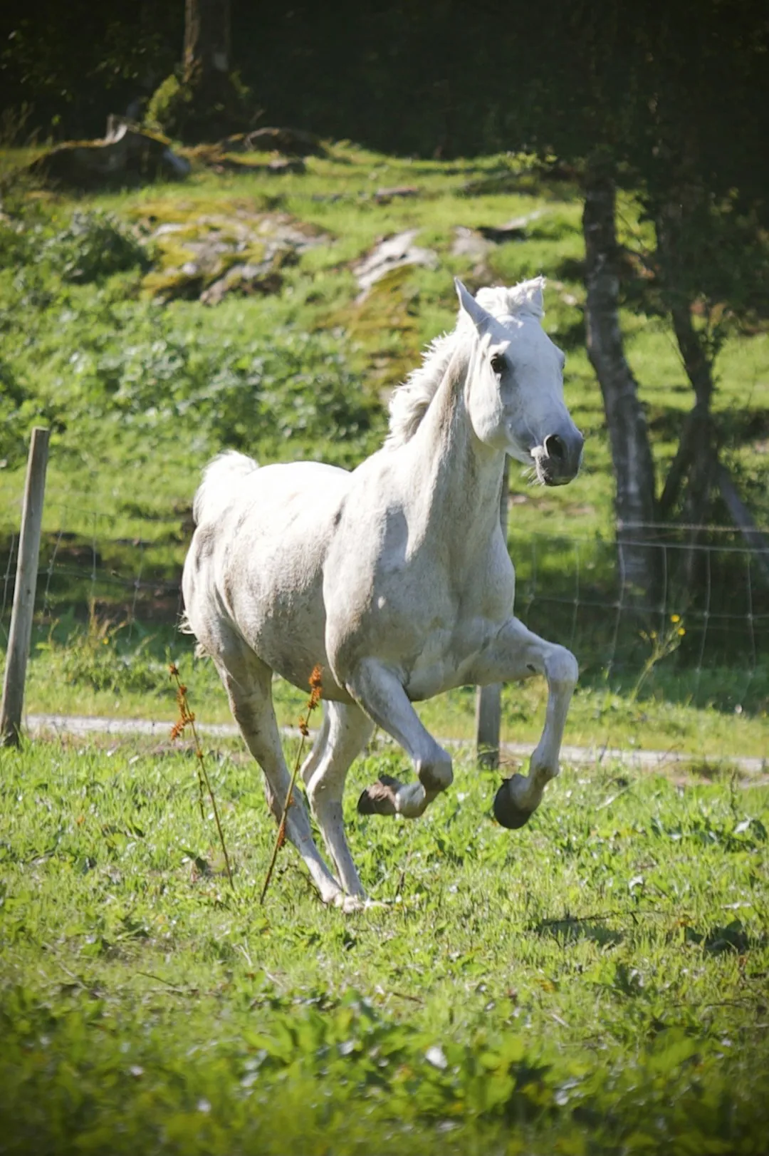 Virgo: The Arabian (Image Credits: Unsplash)