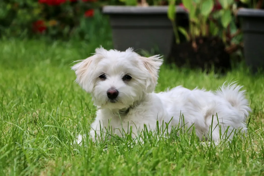 #17 - Maltese: Tiny Body, Surprisingly Big Fit for Quiet Homes (Image Credits: Unsplash)