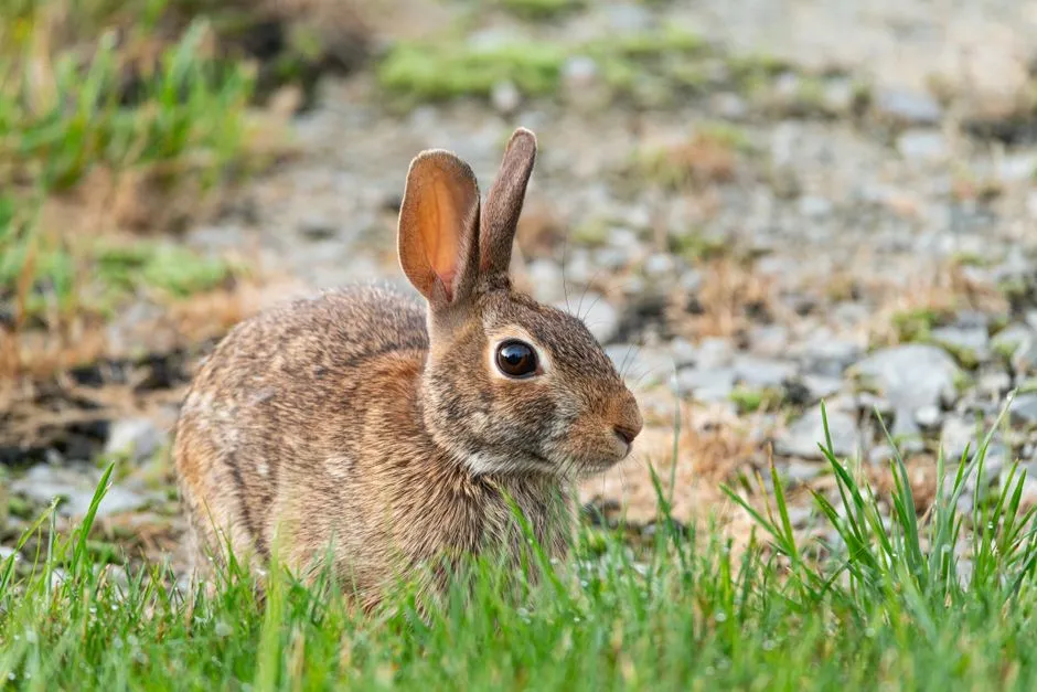 Variations Among Domestic and Wild Rabbits (Image Credits: Pexels)