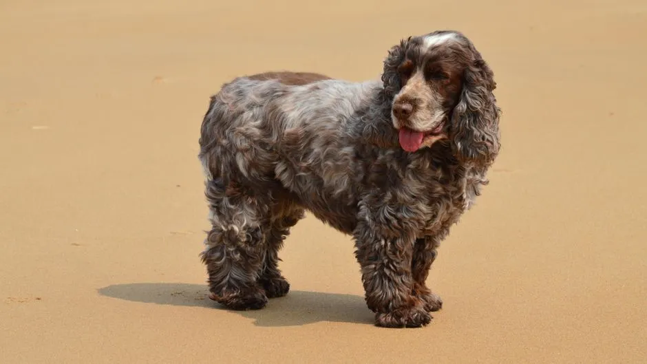 #15 - Sussex Spaniel: Drowning in Its Cousins' Shadow (Image Credits: Pexels)